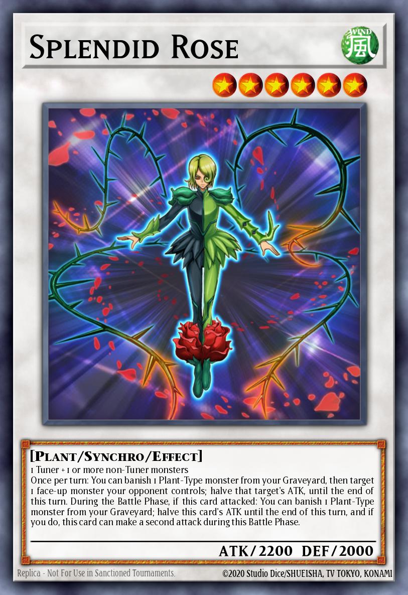 Splendid Rose - catalogue image
